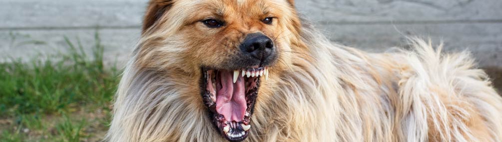 Angry dog growling and showing teeth - types of infection from a dog bite