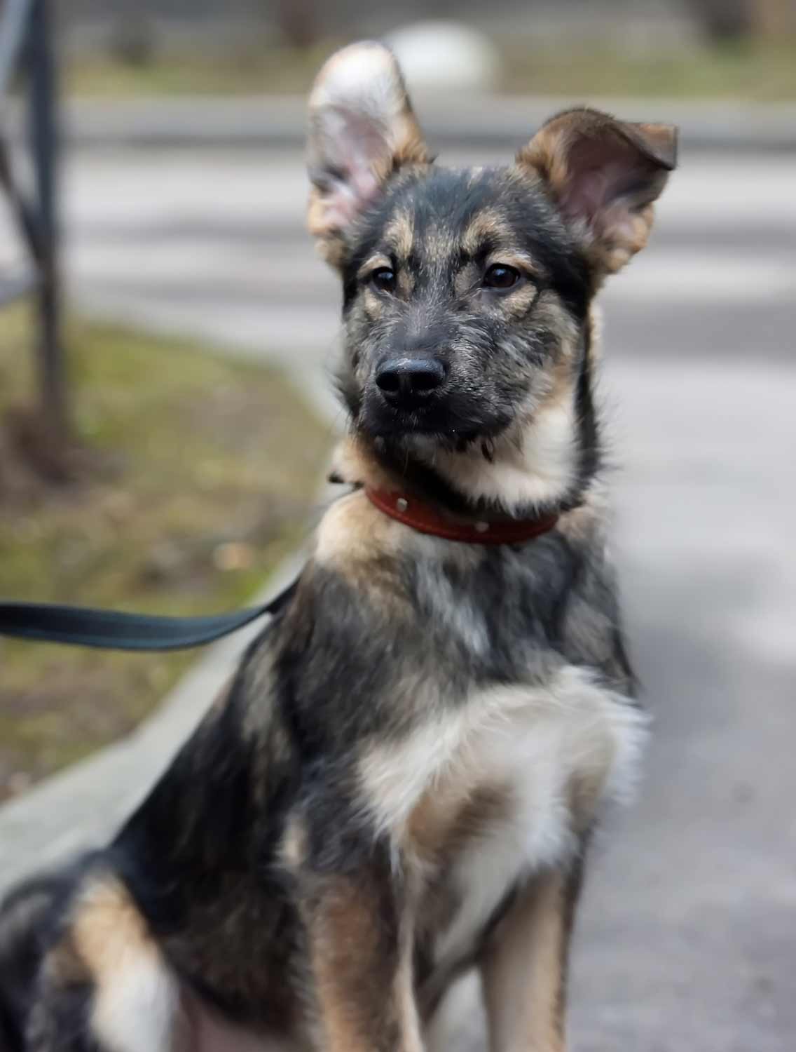 dog kept on a leash