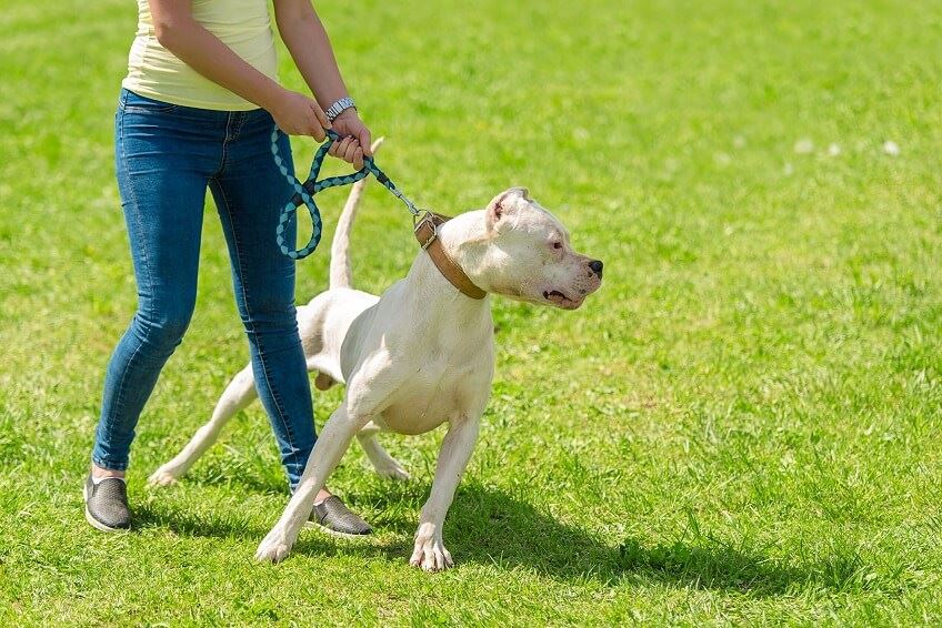 why does dog bite leash